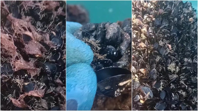 VIDEO Tužne snimke s juga Dalmacije: Masovno ugibanje pedoča