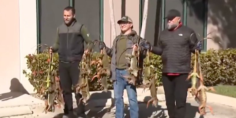 VIDEO Smrznute iguane padaju s drveća na Floridi