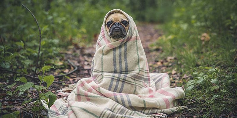 Gliste kod pasa: Kako ih prepoznati, spriječiti, ali i izliječiti?