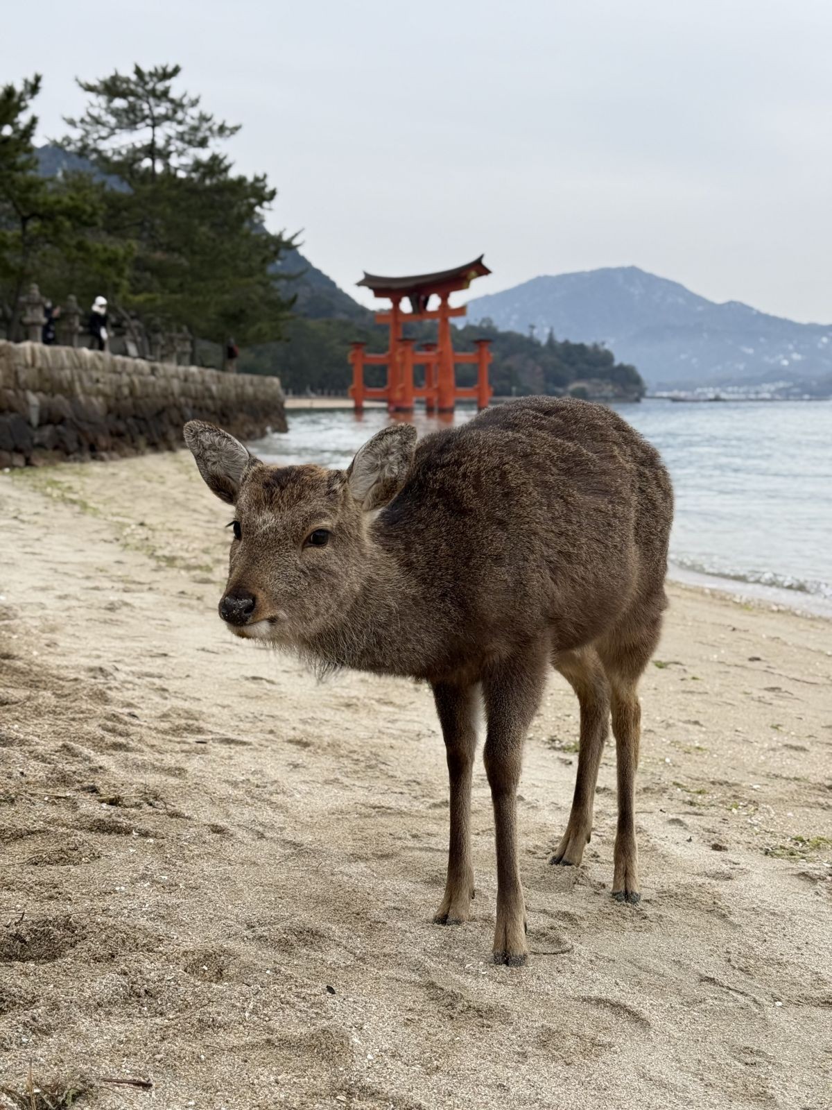 JAPAN KROZ OČI SPLITSKE STUDENTICE Susret s Japancem koji priča hrvatski, lov na gejše i kapibare koje su 'mood' života