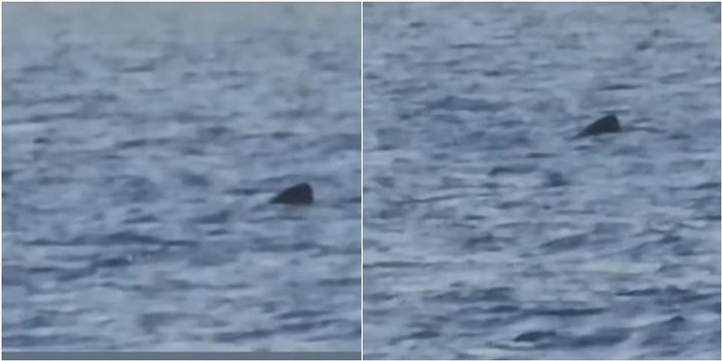 VIDEO Drugi najveći morski pas na svijetu snimljen kod Cresa