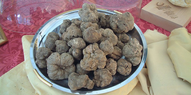 Cijena tartufa već sad dostiže i do 2500 eura za kilogram, a bit će i skuplji