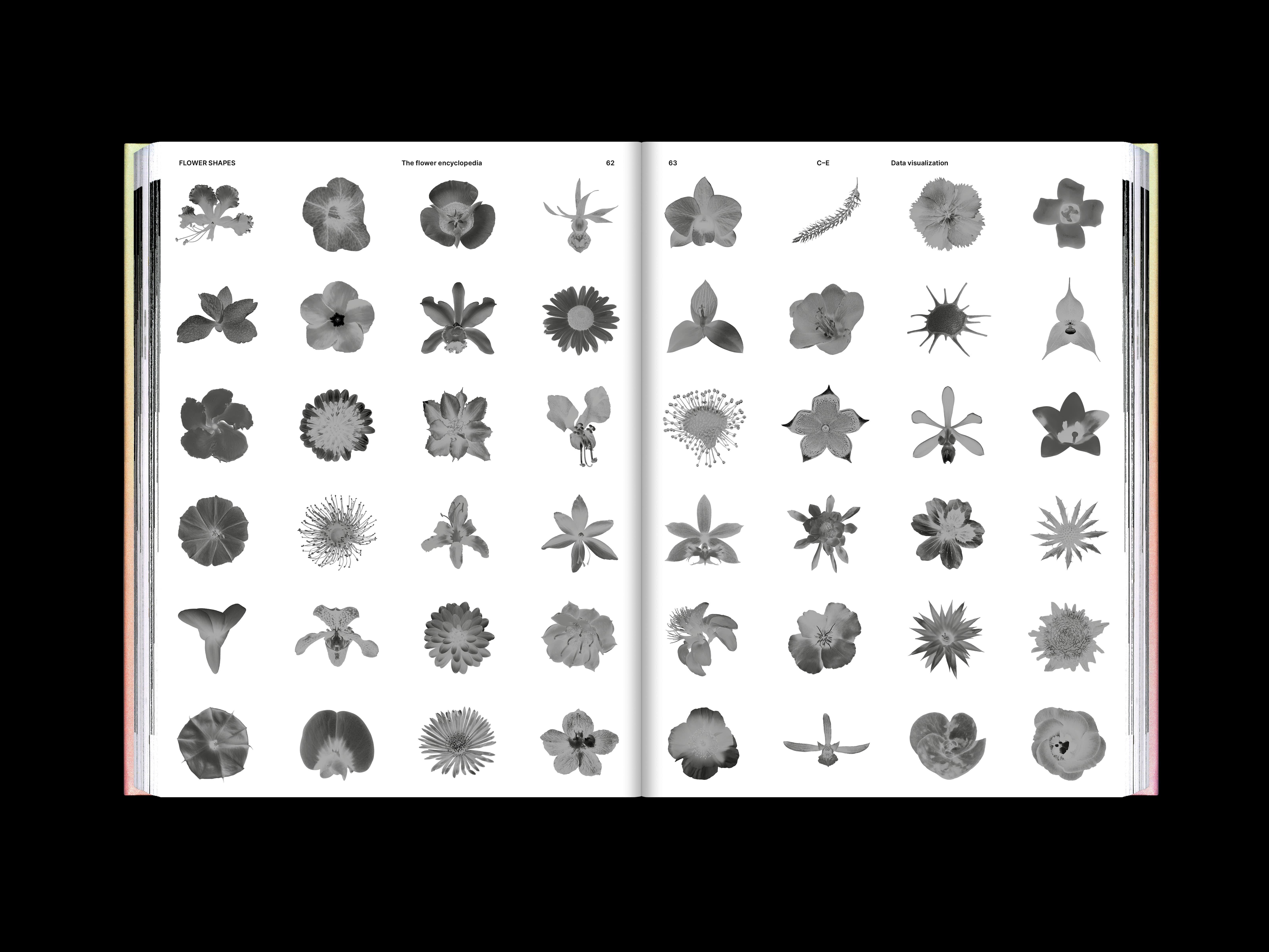 The Flower Encyclopedia project image showing the publication’s reflective botanical visual system.