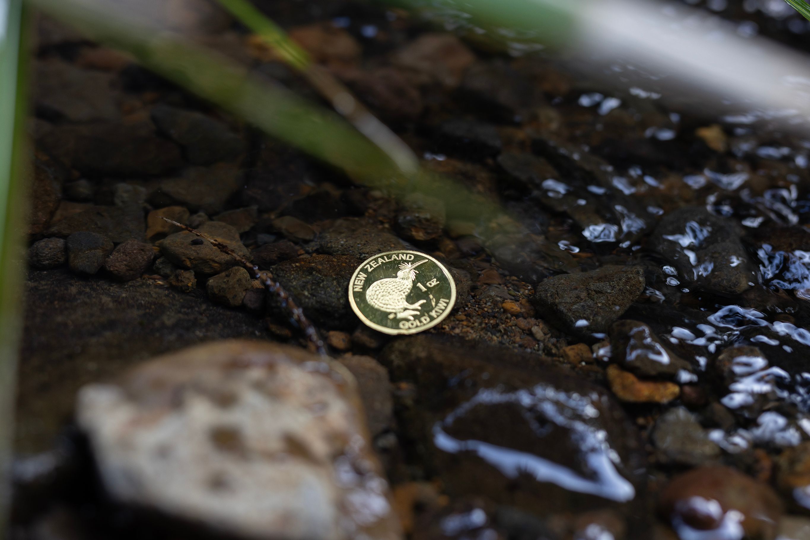 A New Zealand gold coin with a kiwi bird design lies partially submerged in clear water among smooth stones and reeds, conveying a tranquil natural setting.