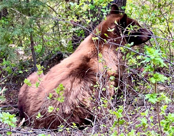 Grand Tetons and Wildlife