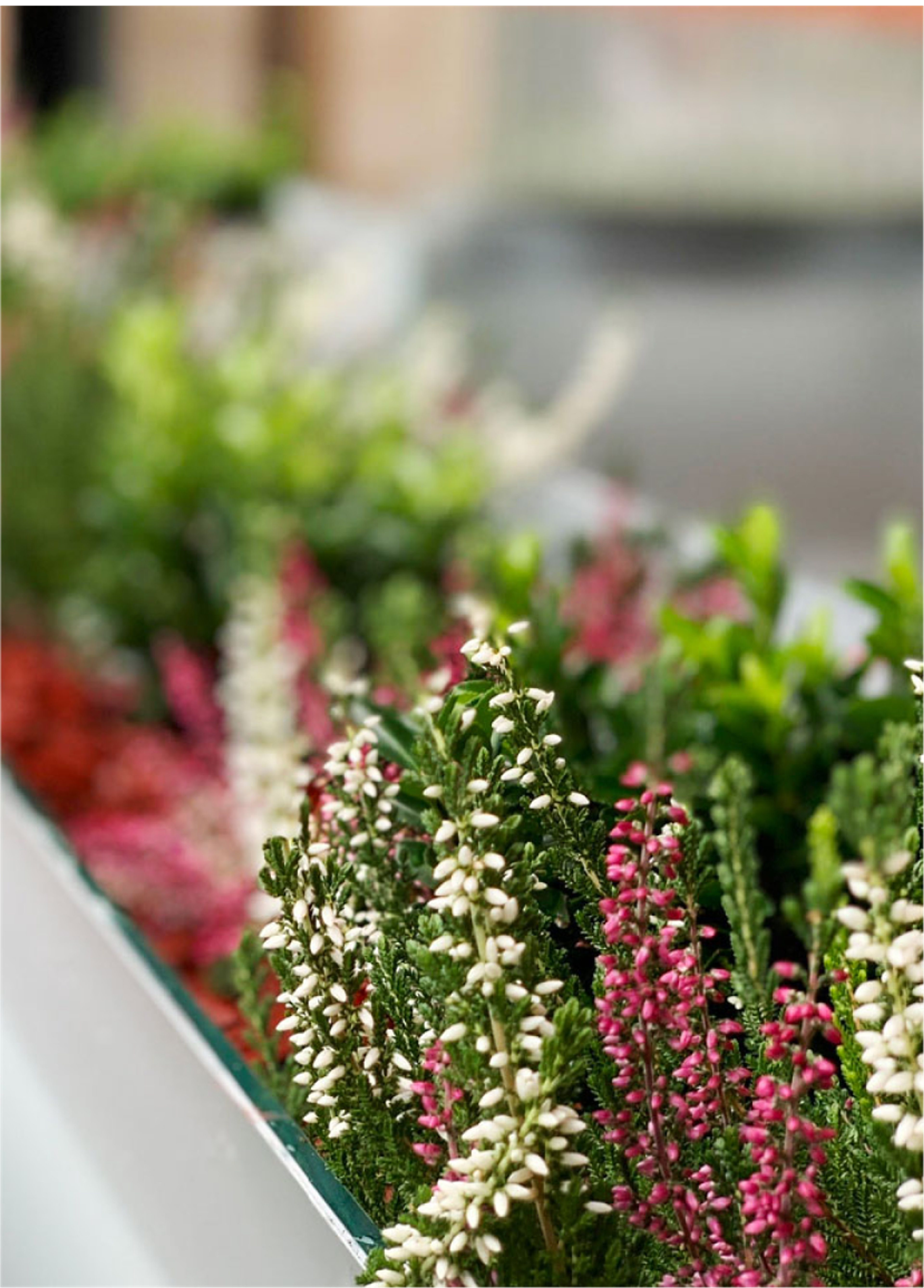 Close-up of plants