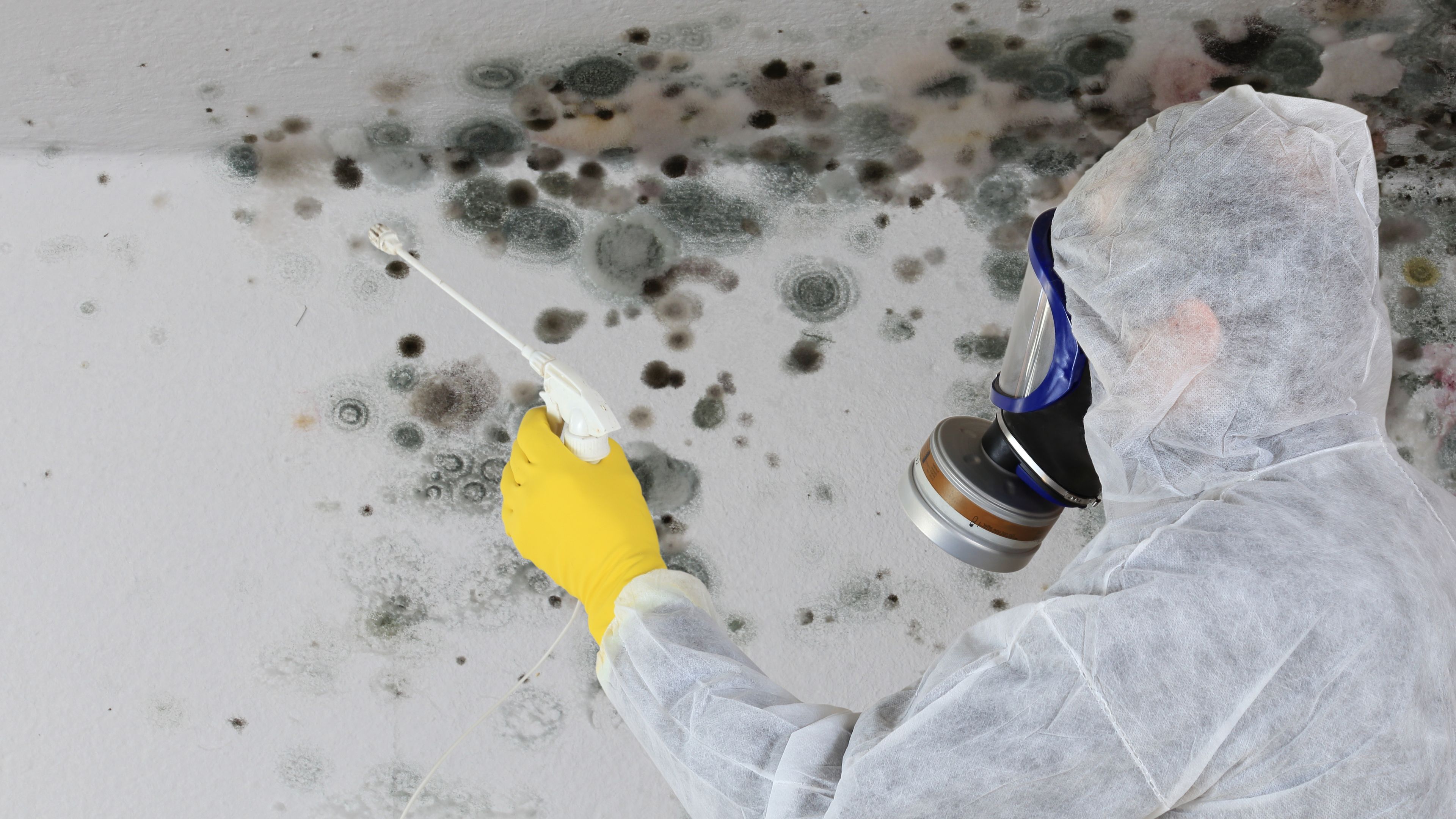 Main image of this section