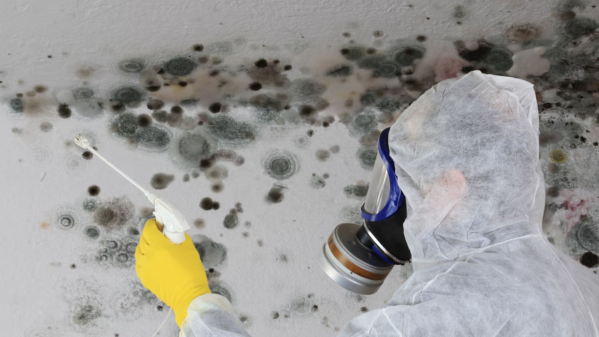 technicians handling mold damage restoration