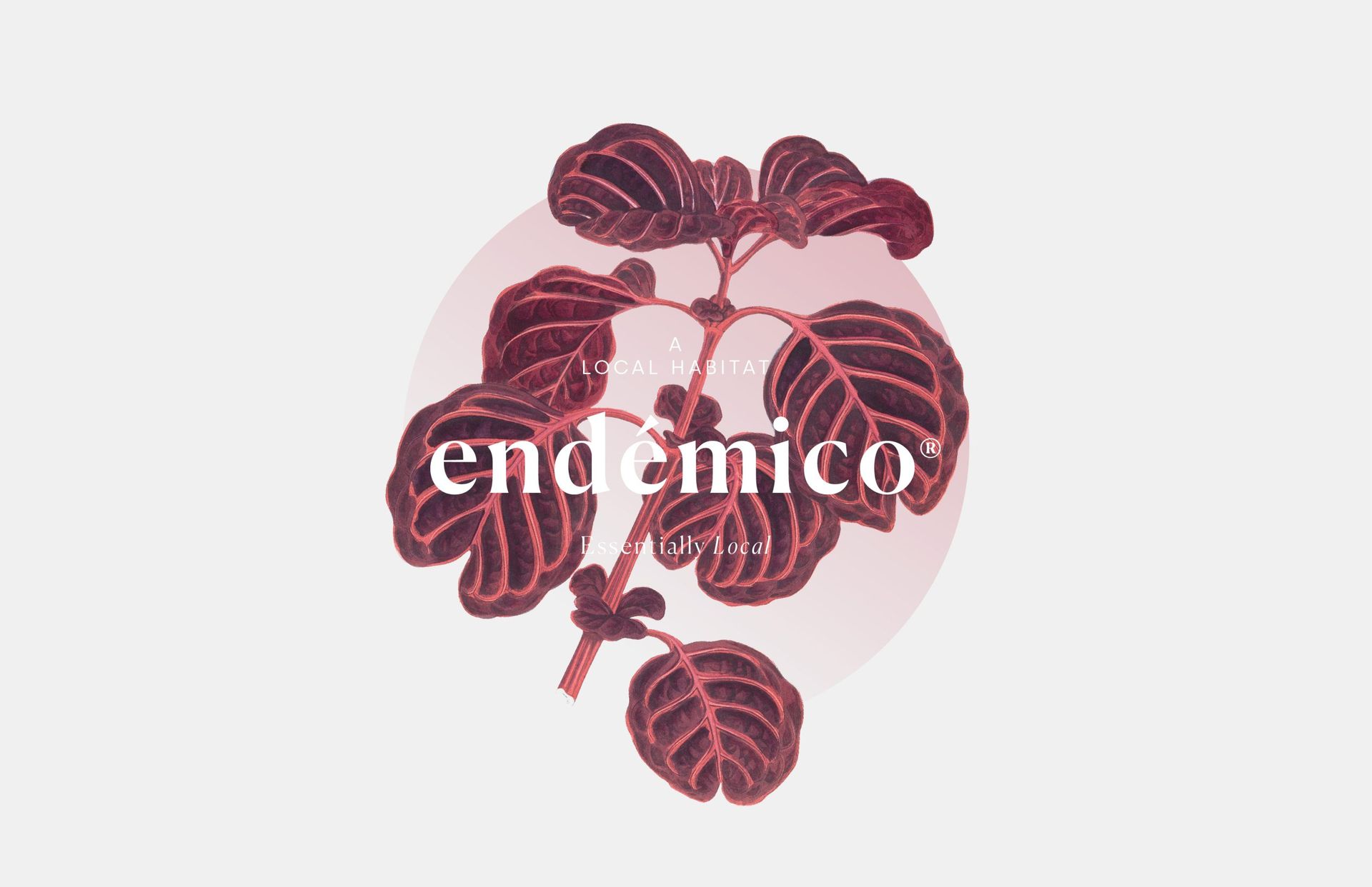 ENDÉMICO 4