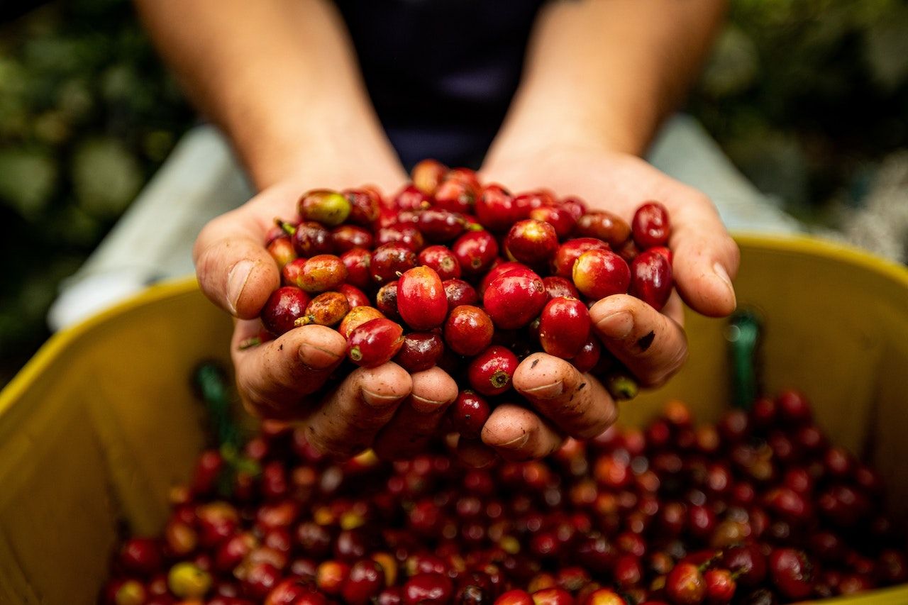 coffee cherries processing