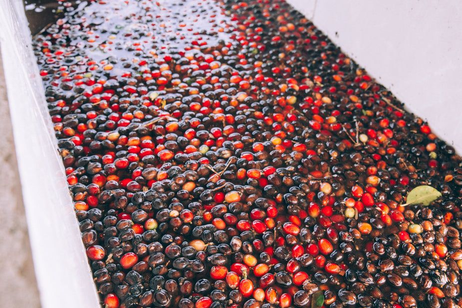 coffee cherries processing