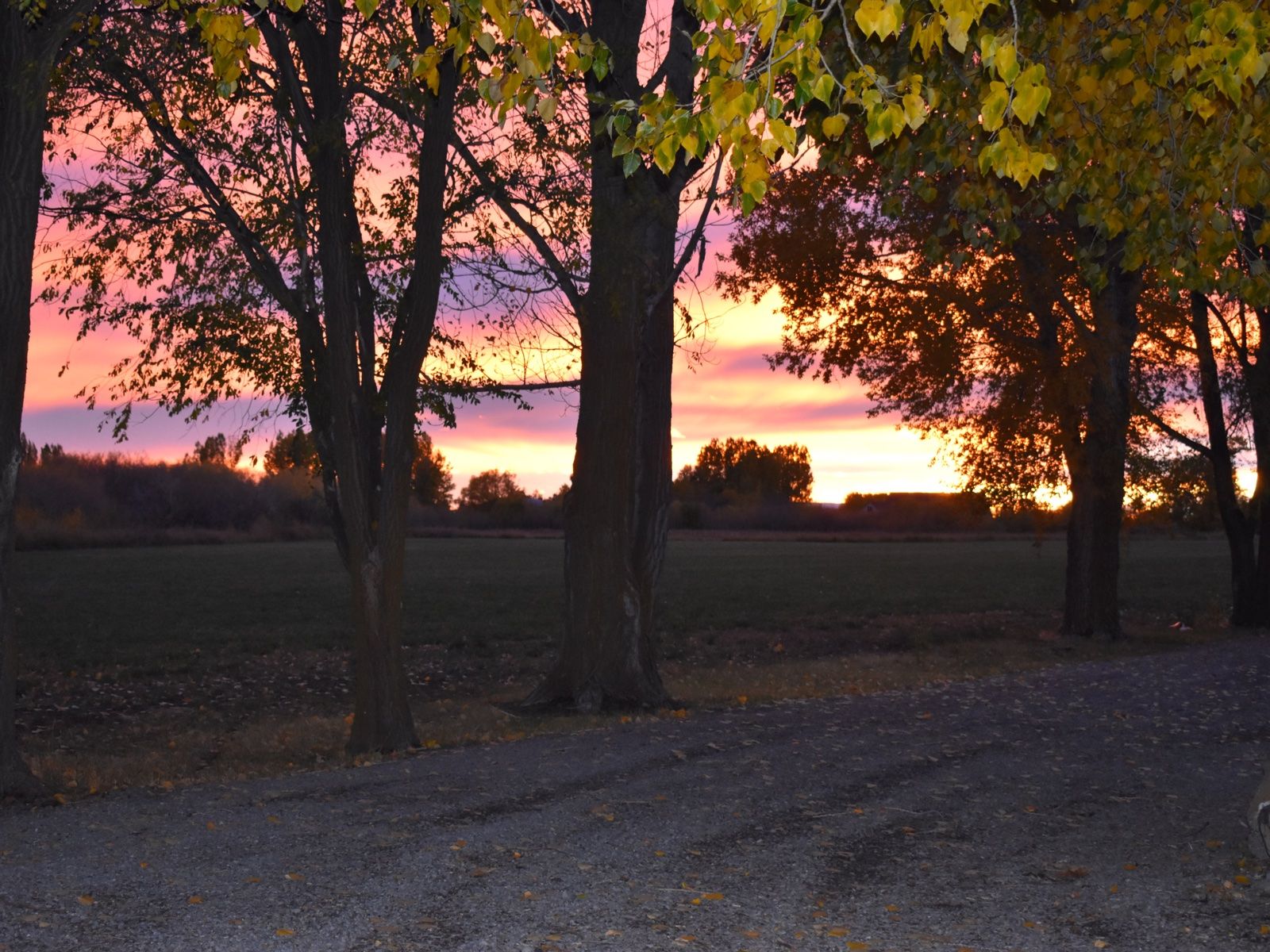 Sunset through the trees along the lodge drive