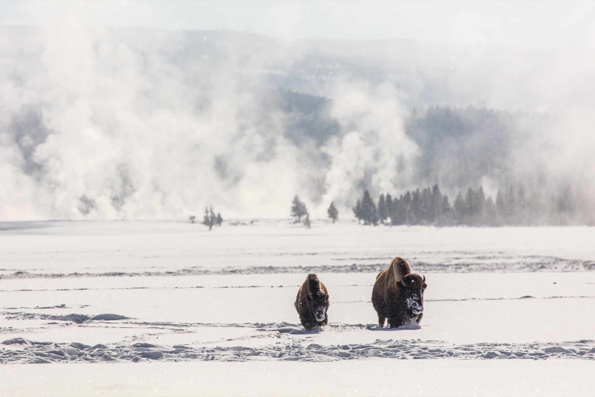 Bison in a Yellowstone winter storm