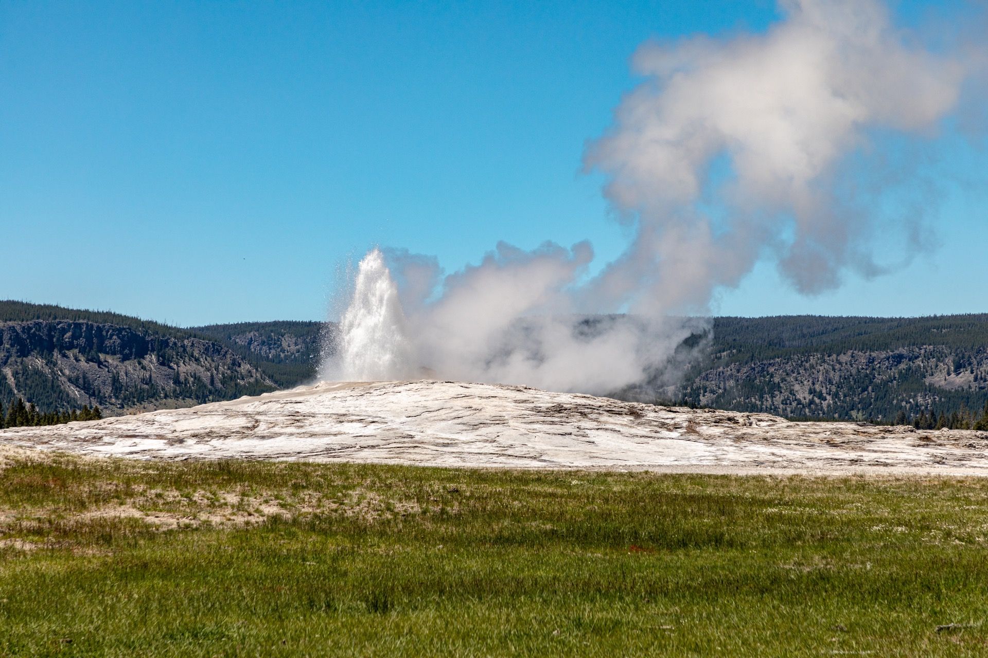 Old Faithful erupting under a clear sky