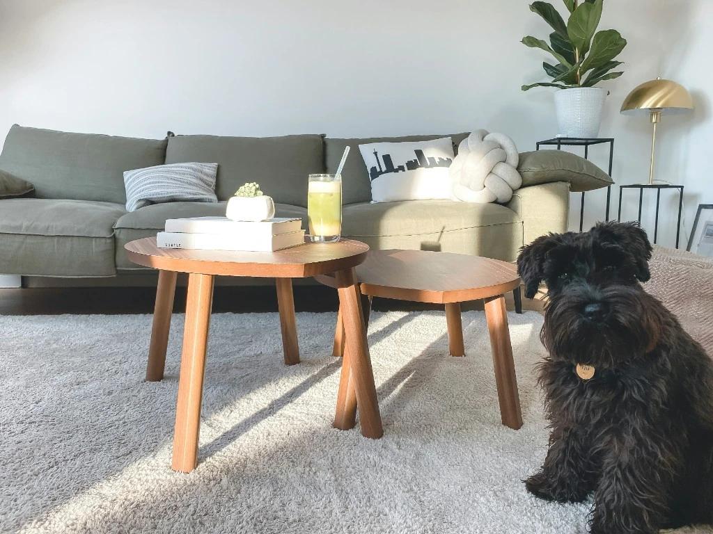 Bright living room with clean plush carpet and family pet in North Vancouver