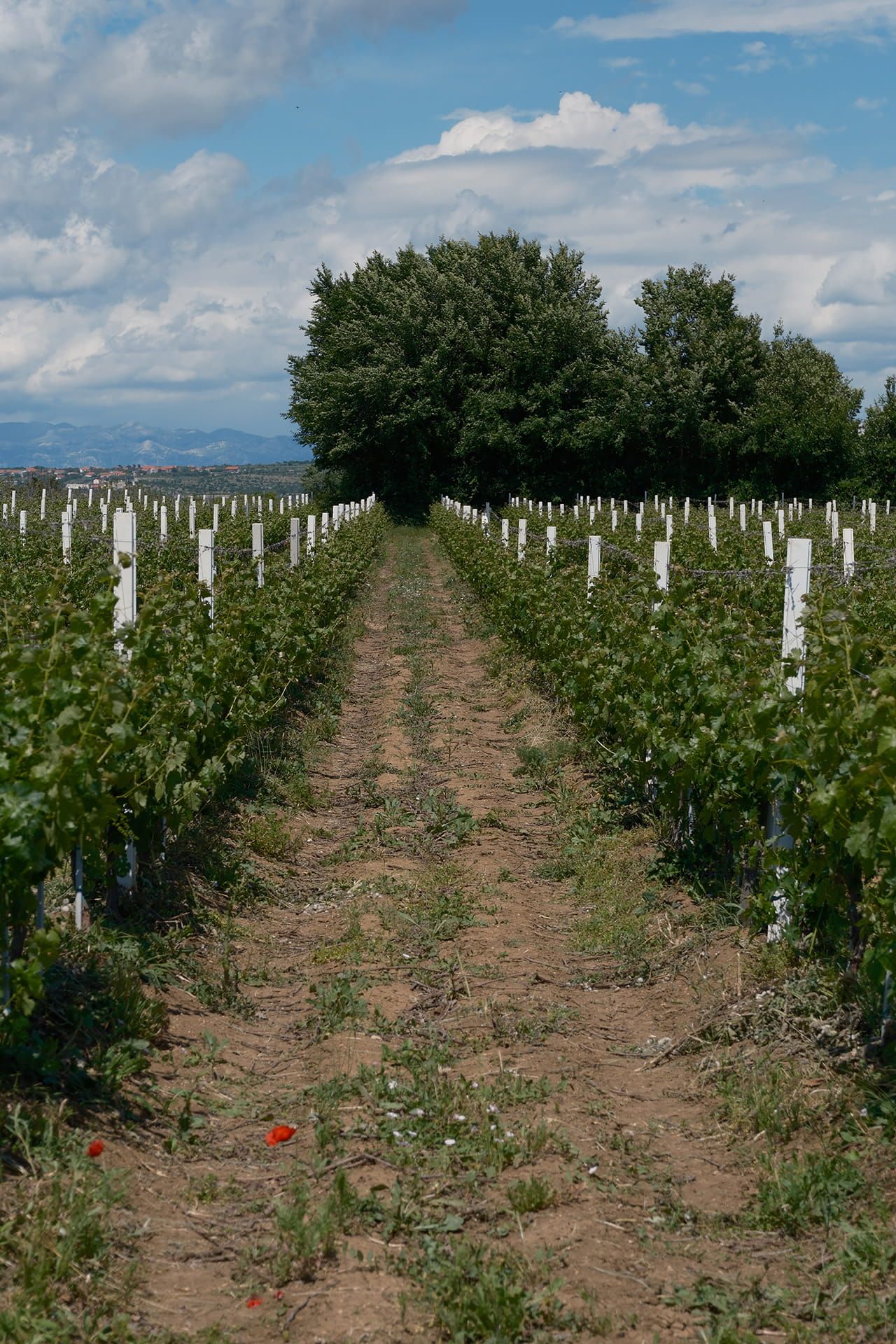 Vinograd Jokić 4