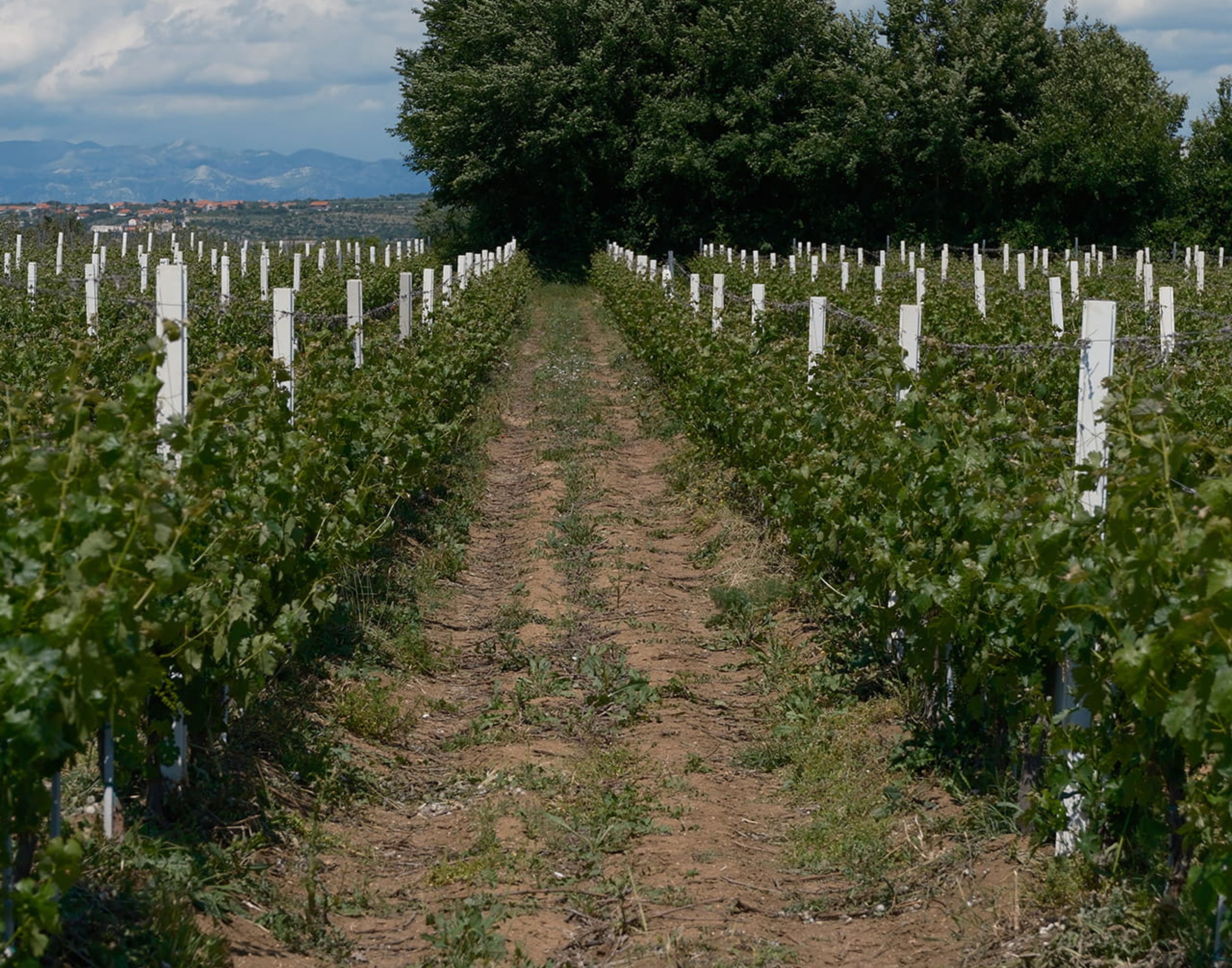 Vinograd Jokić 4