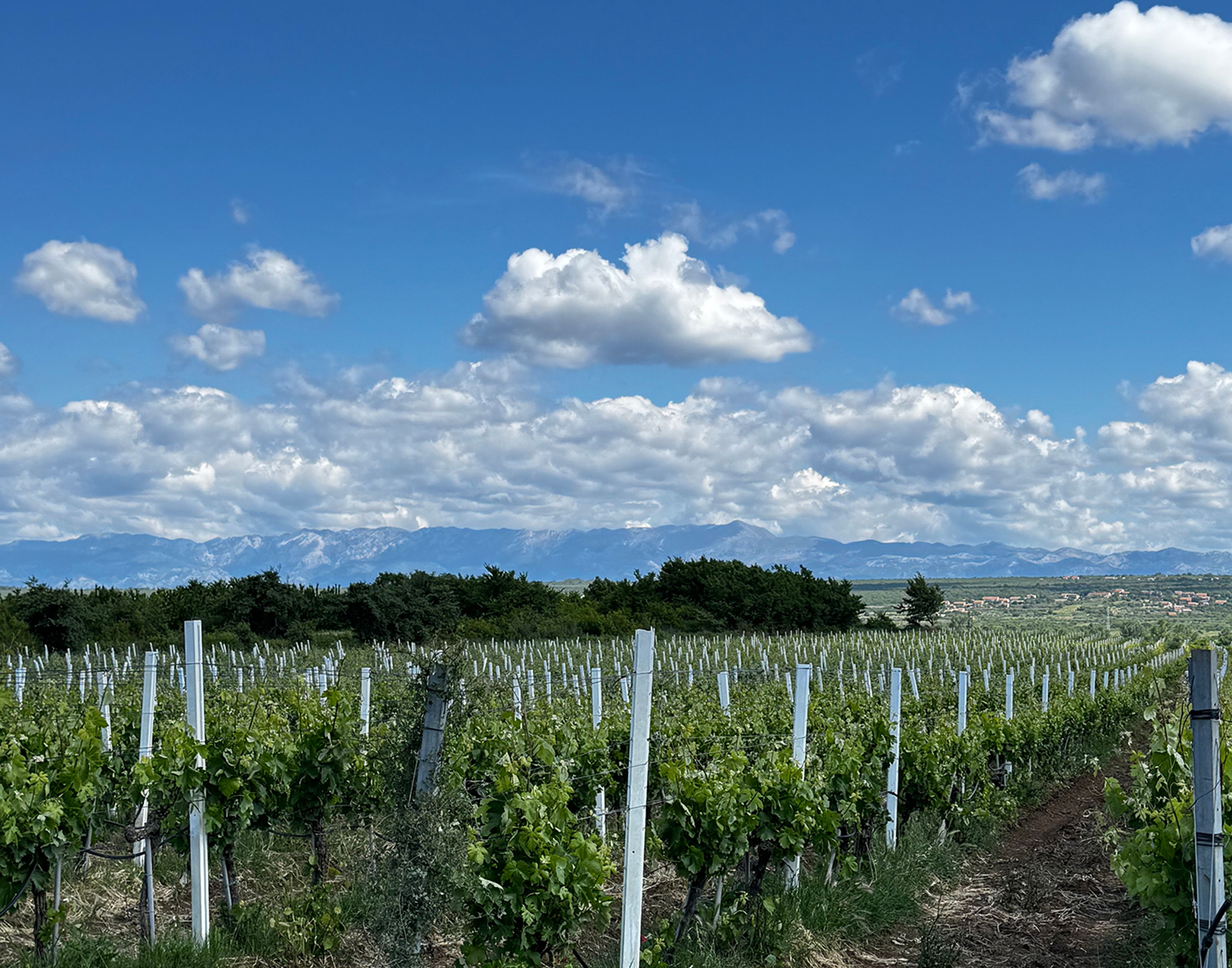 Vinograd Jokić 5
