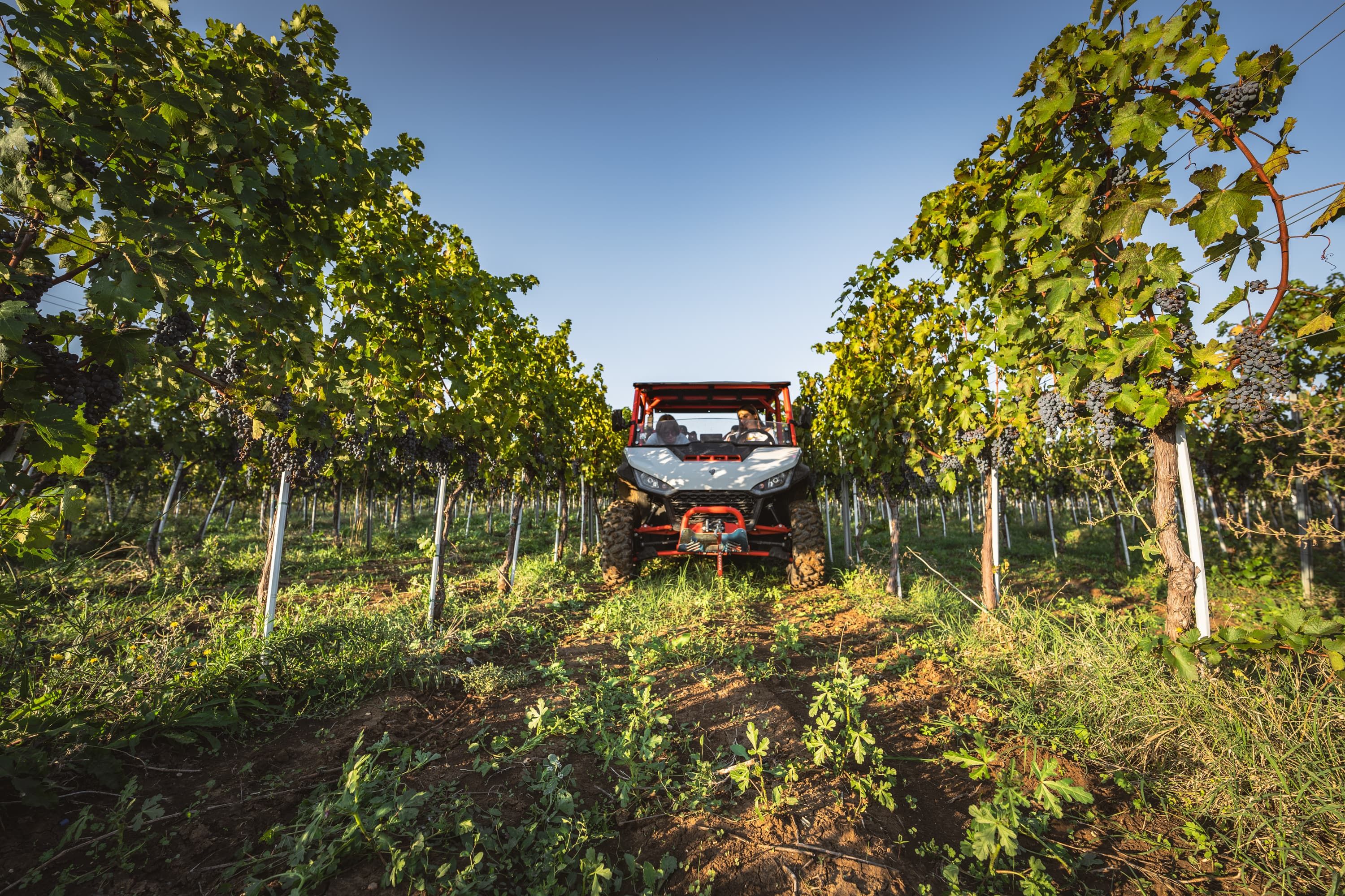 Into the Heart of the Vineyard (Buggy Tour)