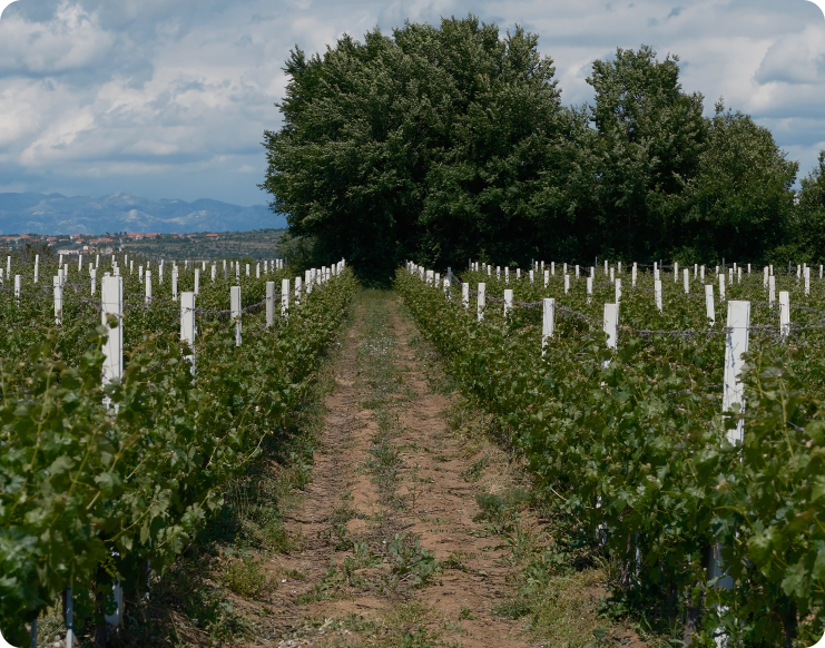 About Dalmatia