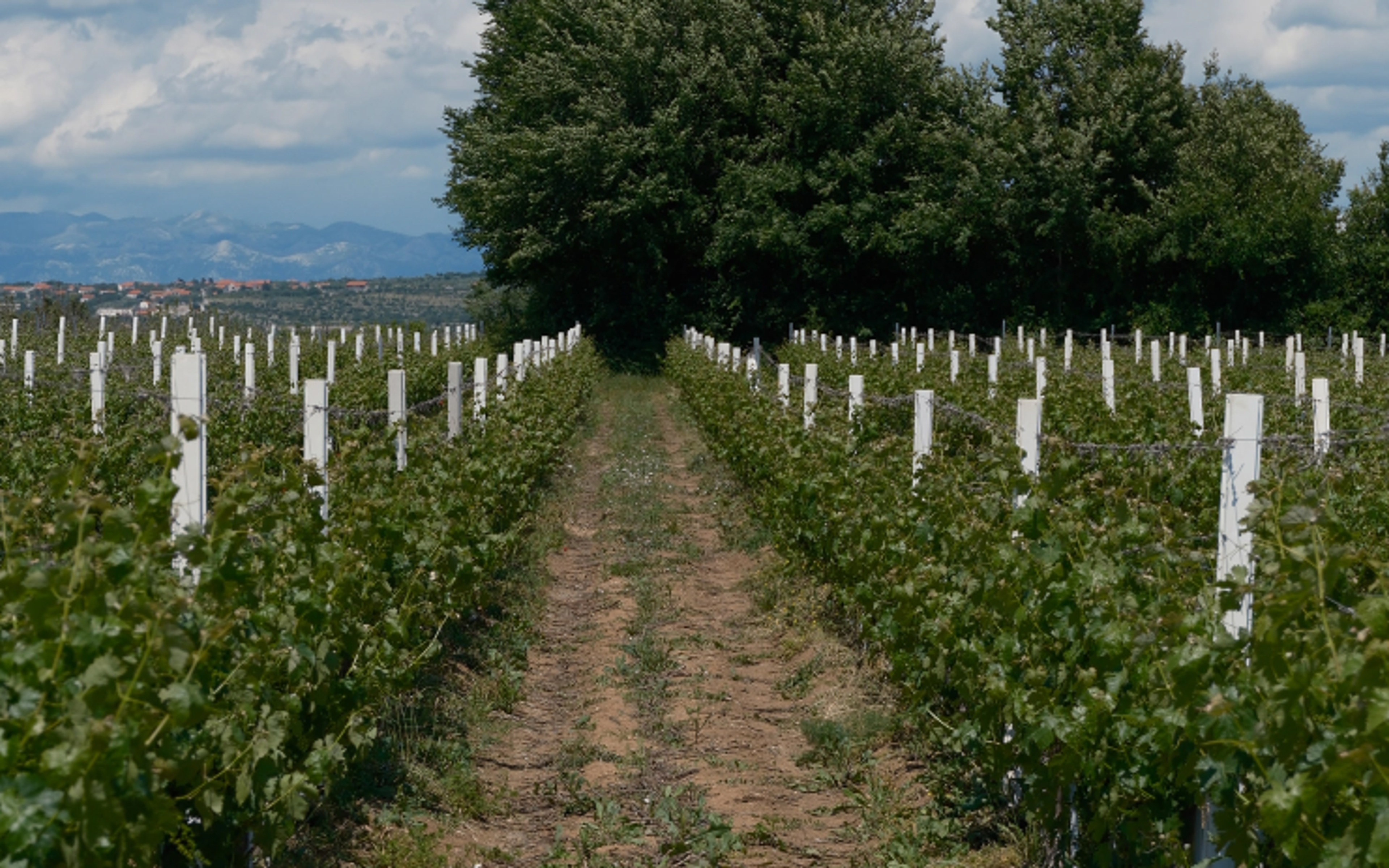 About Dalmatia