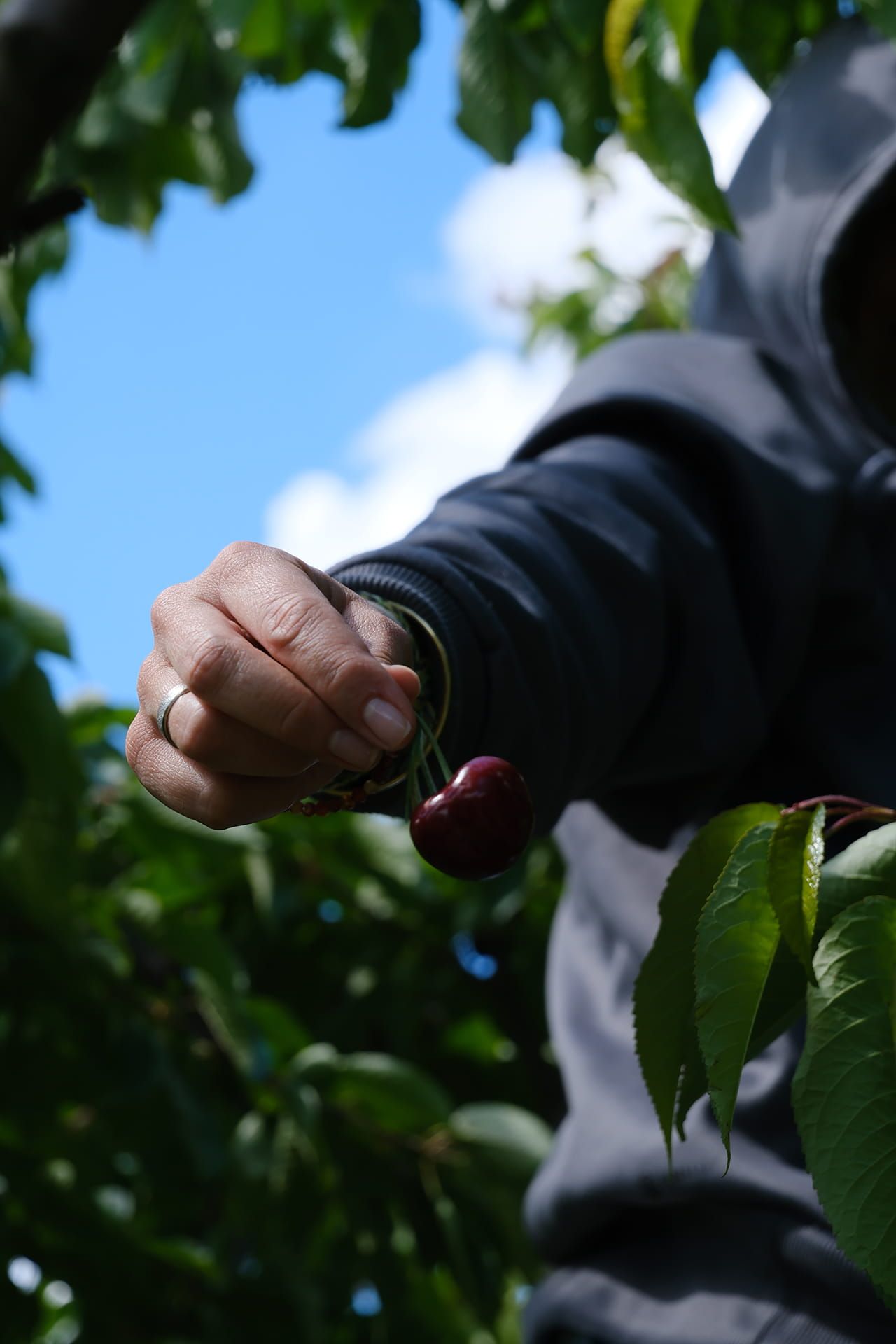 Work in the vineyard