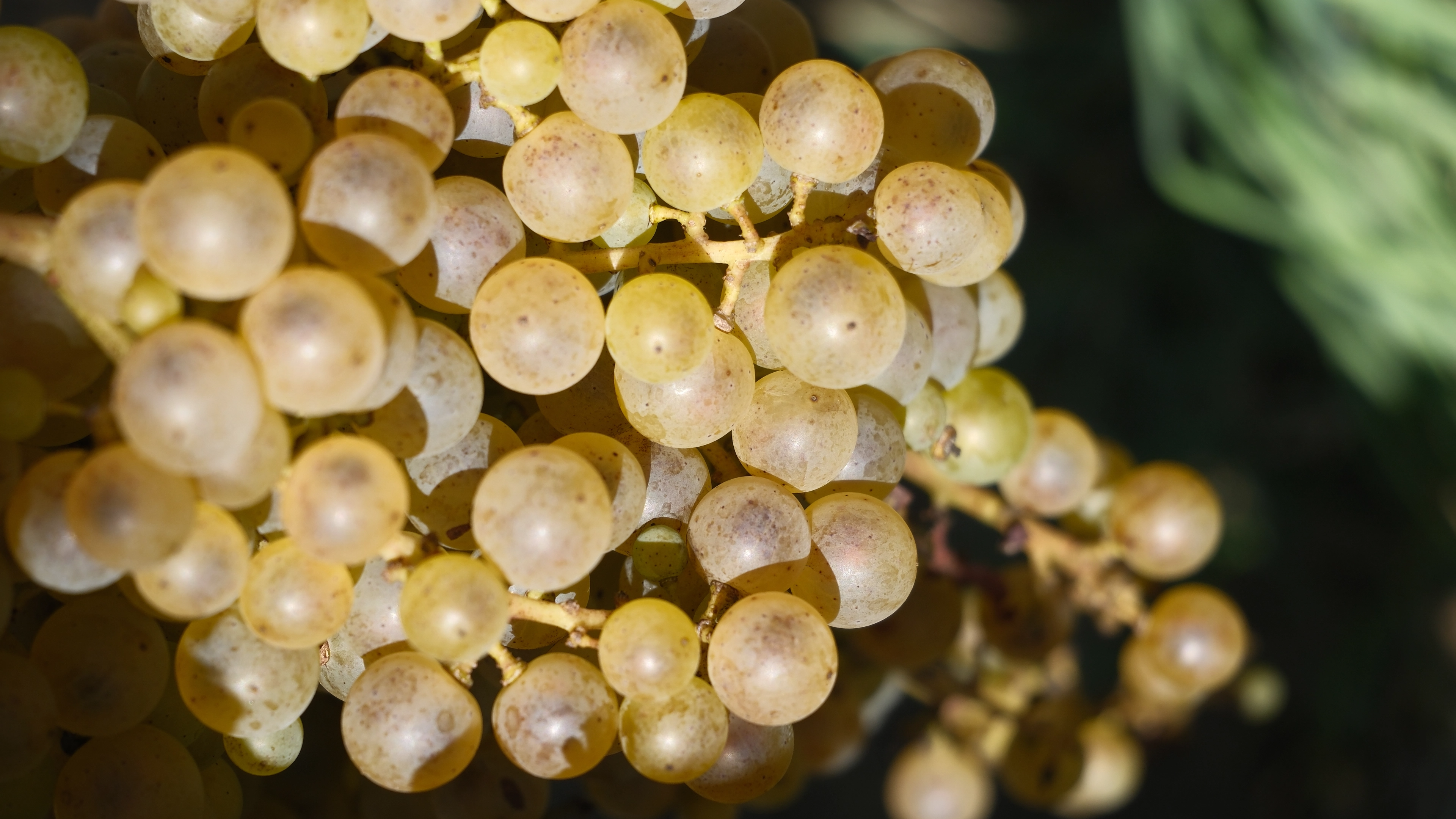 Grožđe u vinogradu Jokić