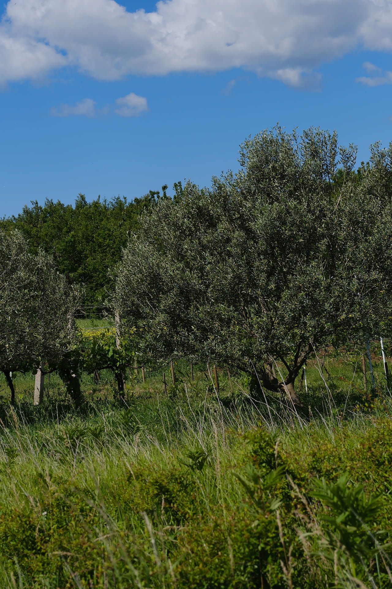 Heart of the vine