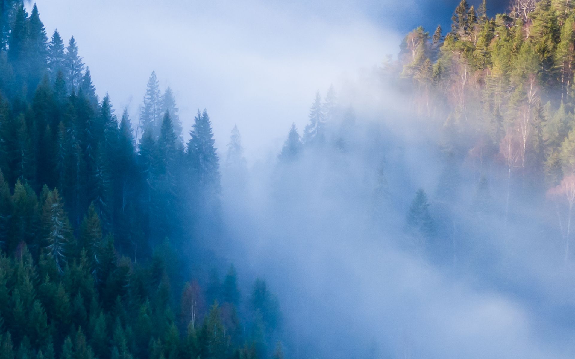Skog på en av Stangeskovenes eiendommer