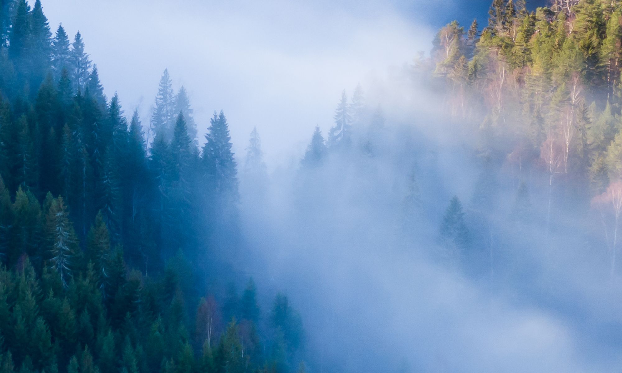 Skog på en av Stangeskovenes eiendommer