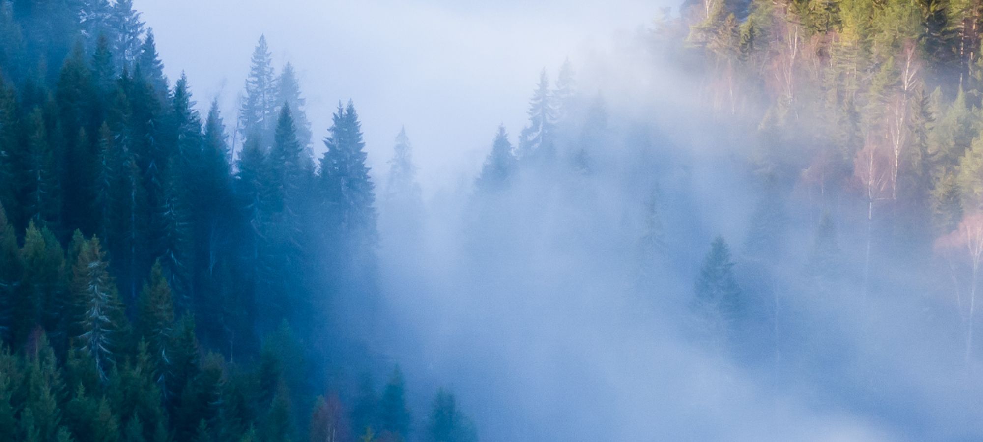 Skog på en av Stangeskovenes eiendommer