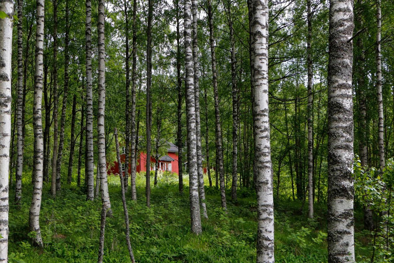 Rød hytte i skogen