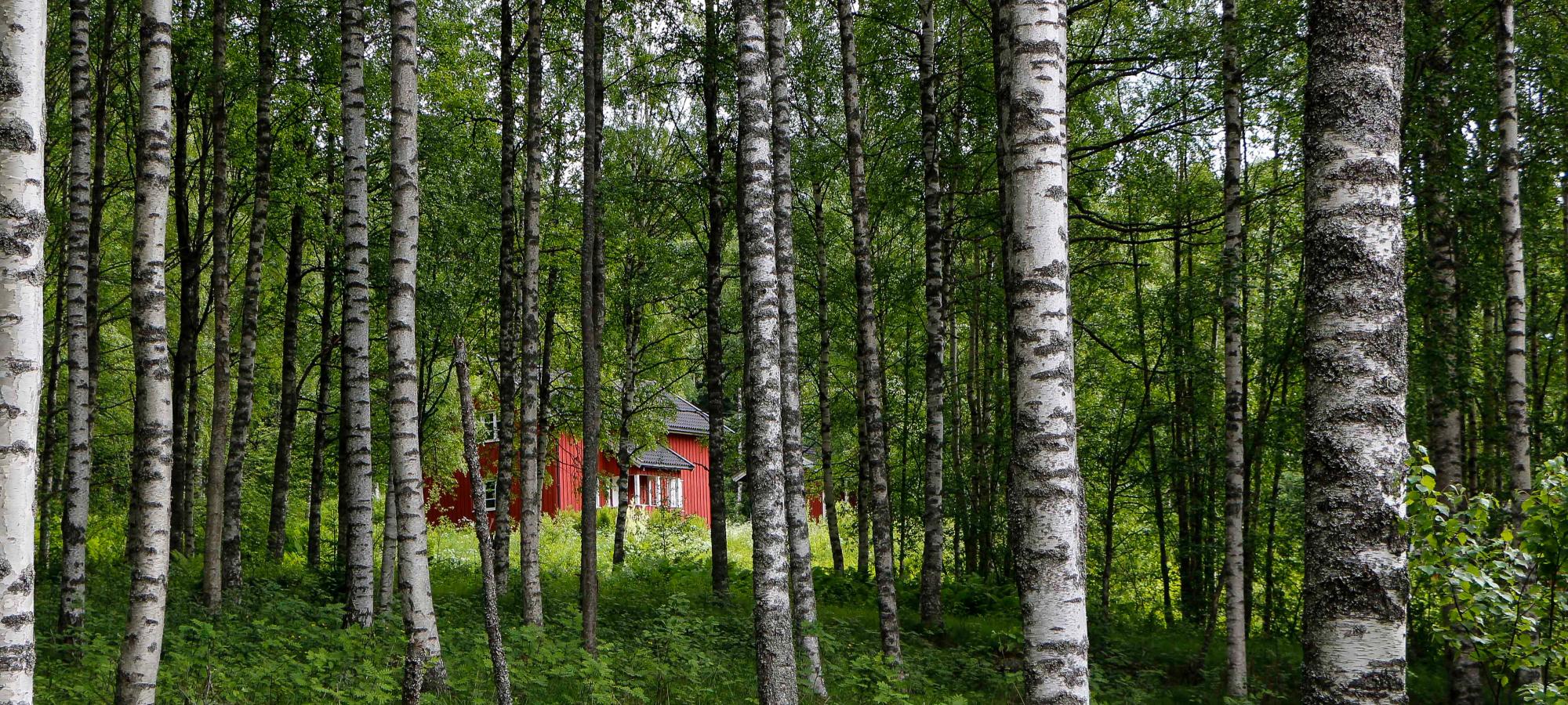 Rød hytte i skogen