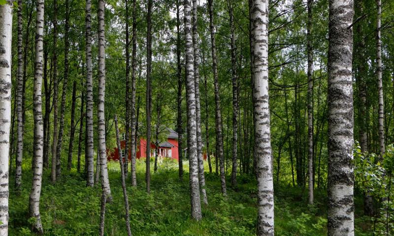 Hytte ved skogsvann