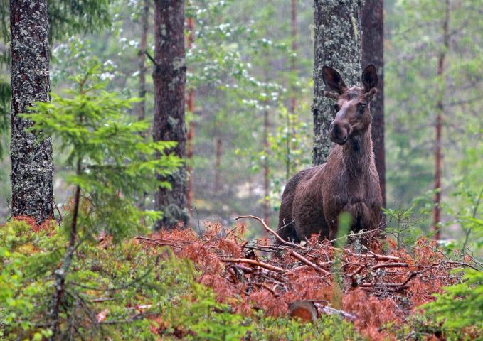 Jaktterreng i skog