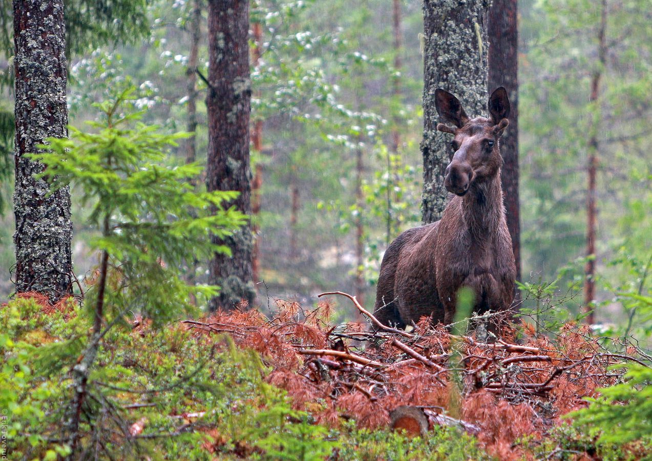 Jaktterreng i skog