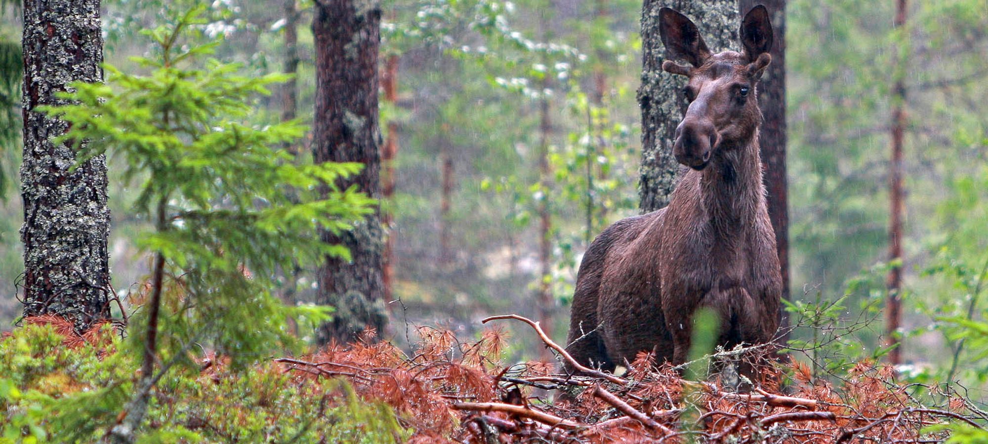 Jaktterreng i skog