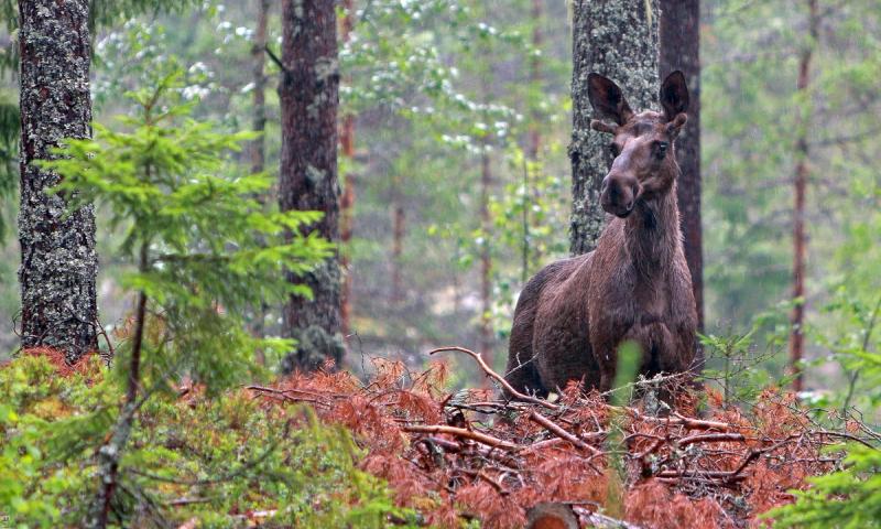 Jaktterreng i skog