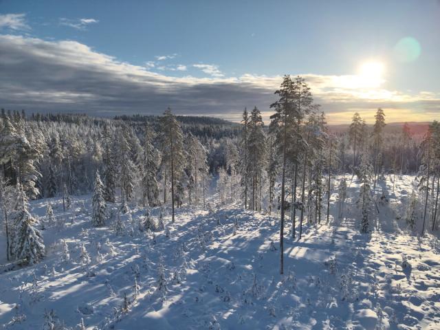 Elg i skogsterreng