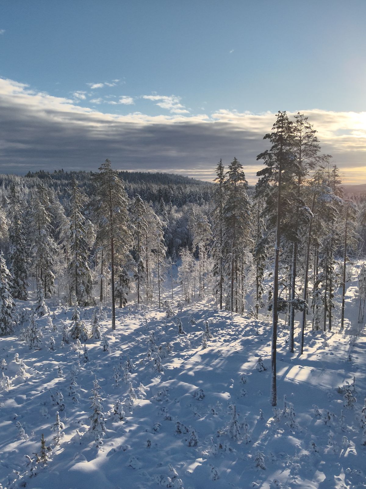 Elg i skogsterreng