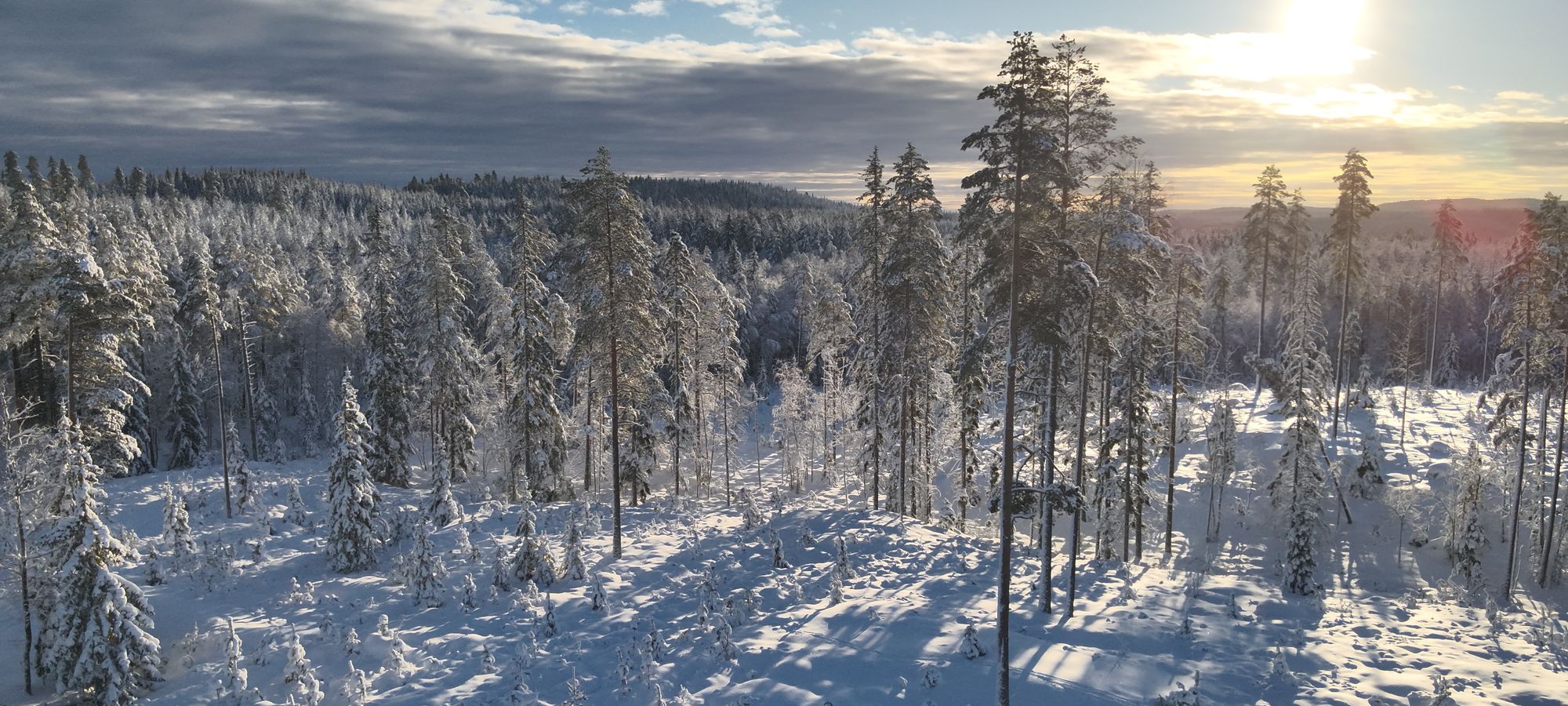 Elg i skogsterreng