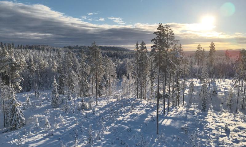 Elg i skogsterreng