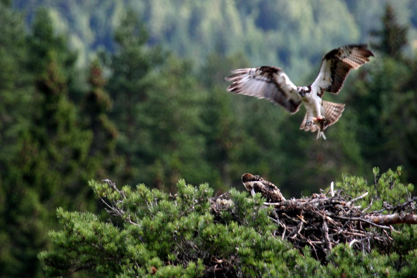 Skog i vekst