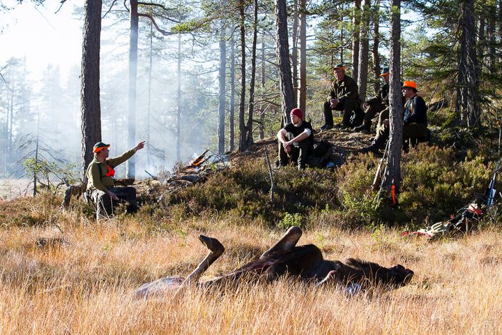 Elg i skogsterreng