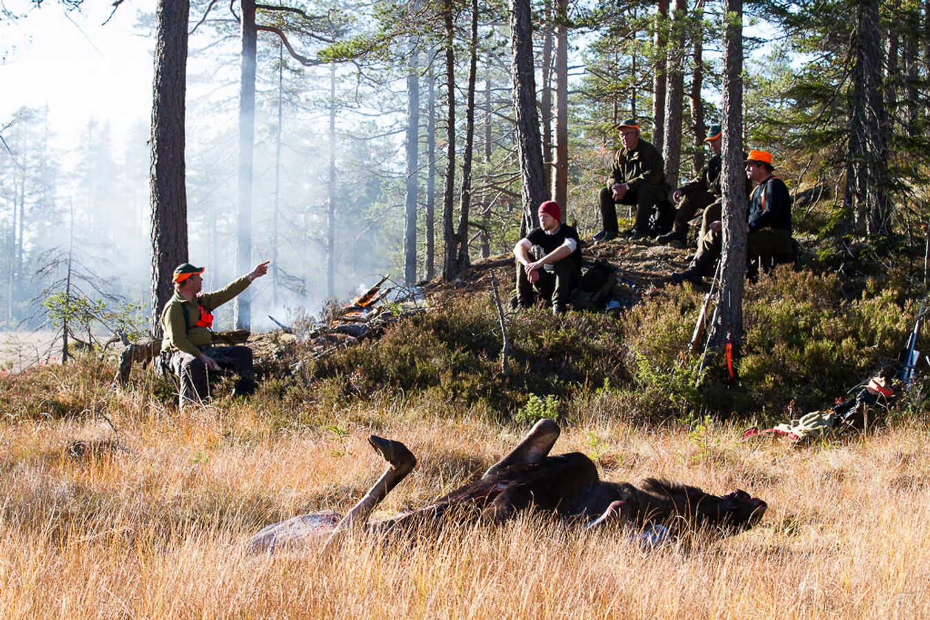 Elg i skogsterreng