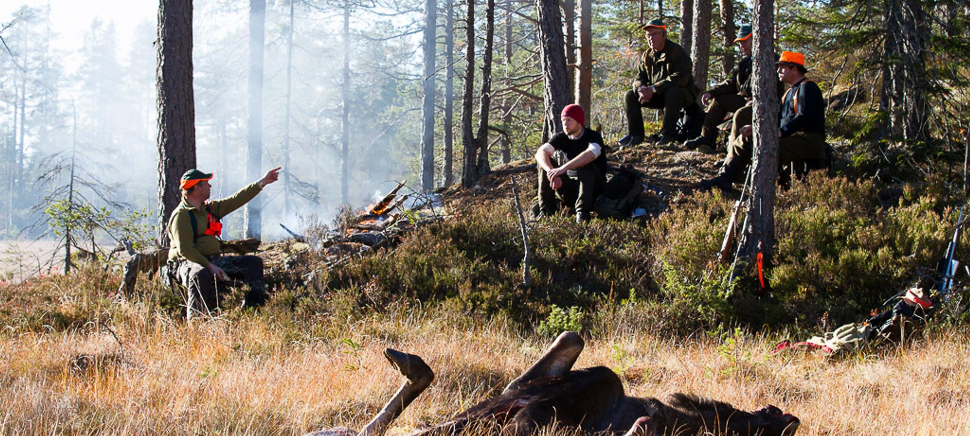 Elg i skogsterreng