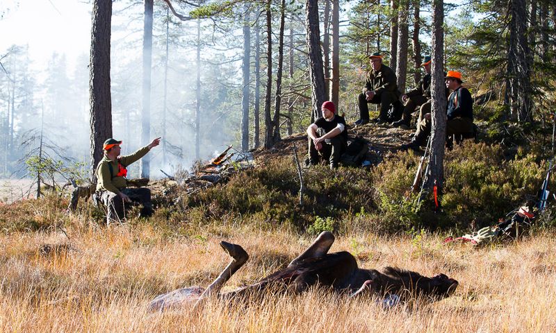 Elg i skogsterreng