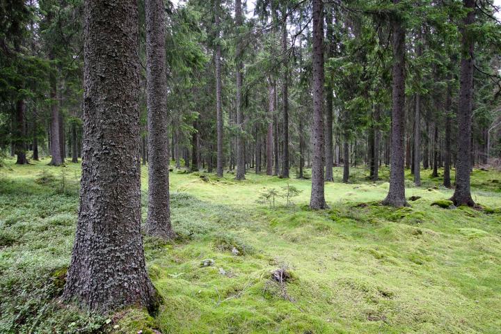 Ungskog med mosedekt bunnsjikt