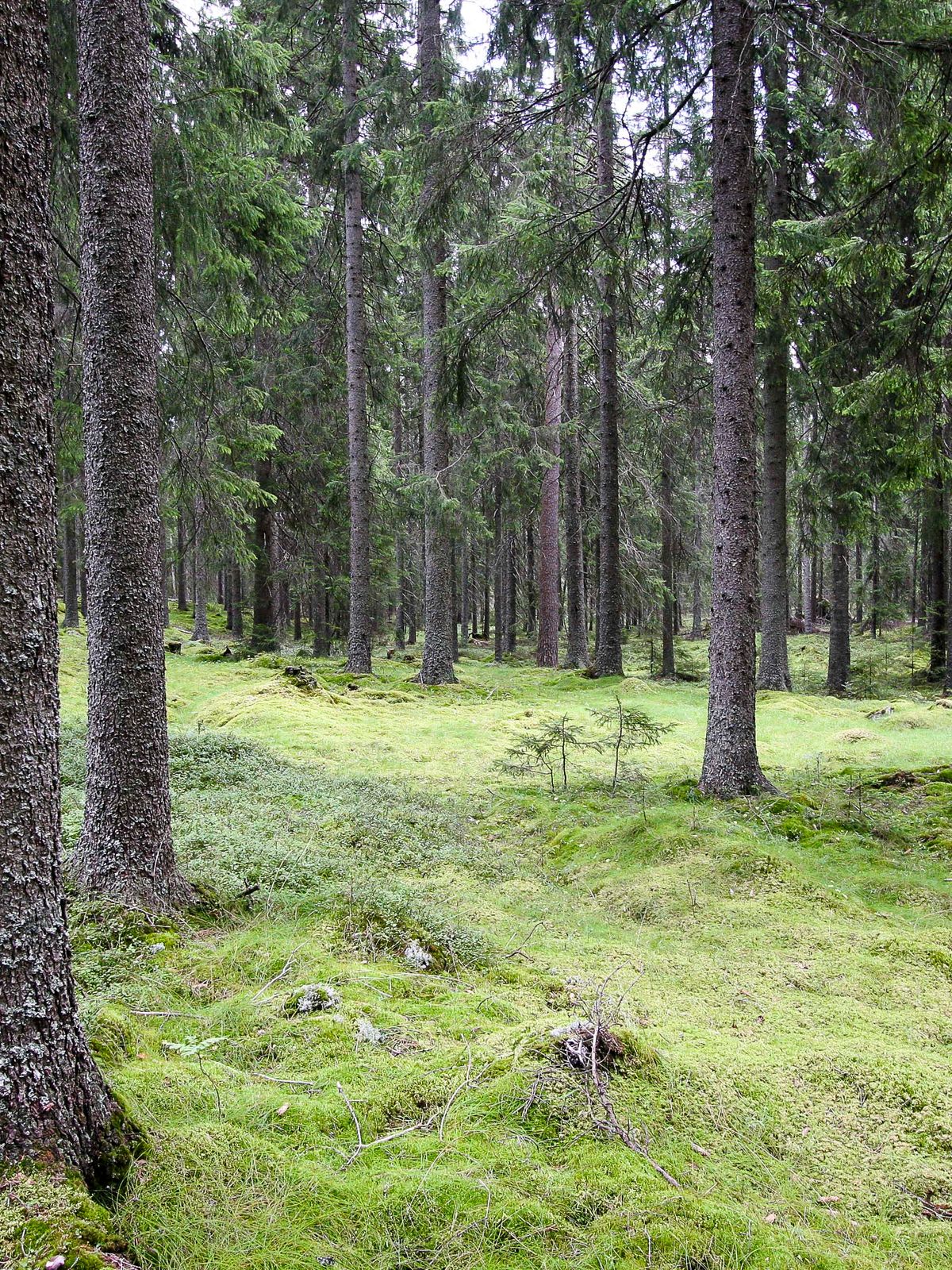 Granskog med mosedekt bunnsjikt