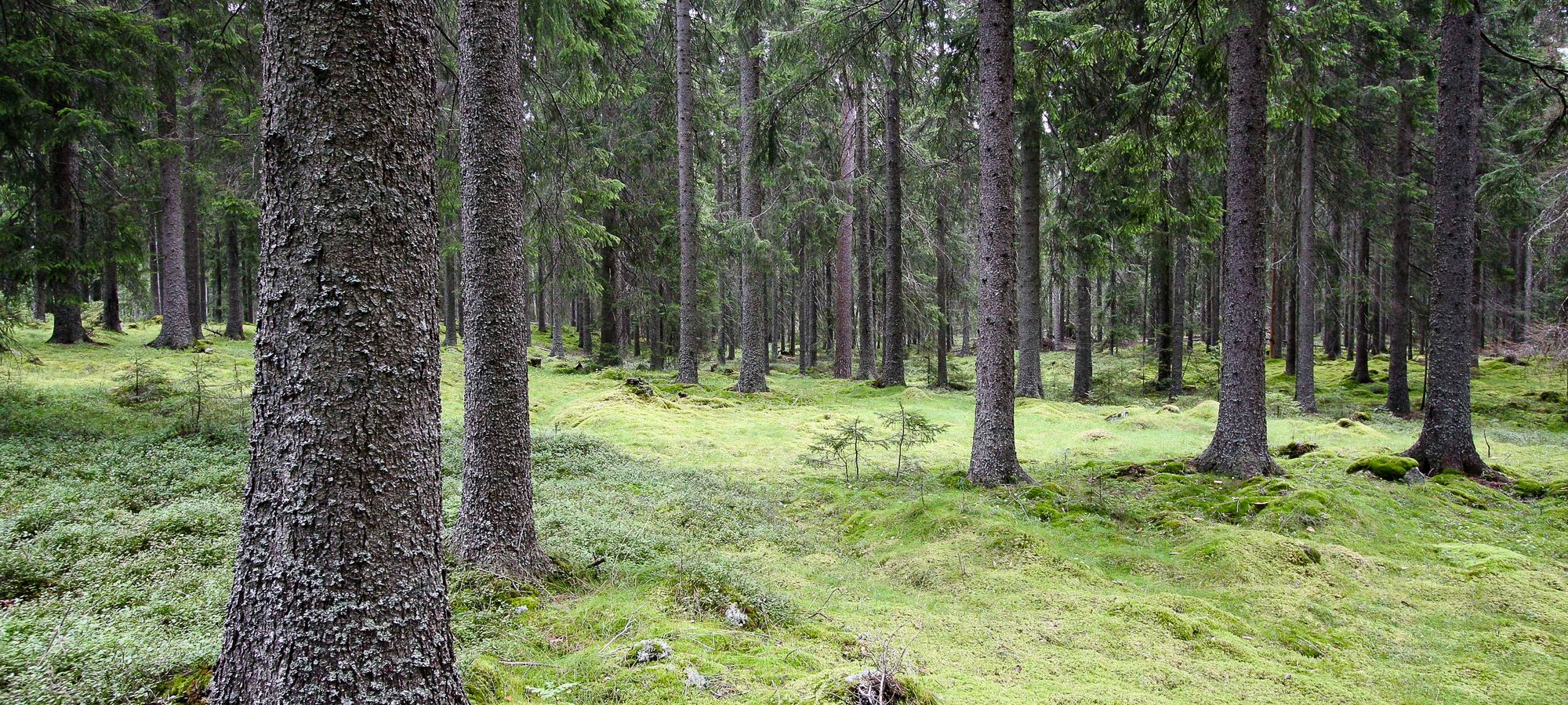 Ungskog med mosedekt bunnsjikt